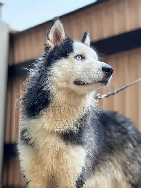 Woolly Coat Siberian Husky Puppy - 14 Months Old