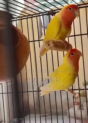 Luteno Breder Casual Footwear Pair