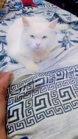 Photo - pershion  cat