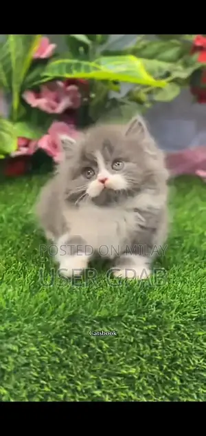 Photo - Persian Punch Face Cats and Kittens - Multiple Colors