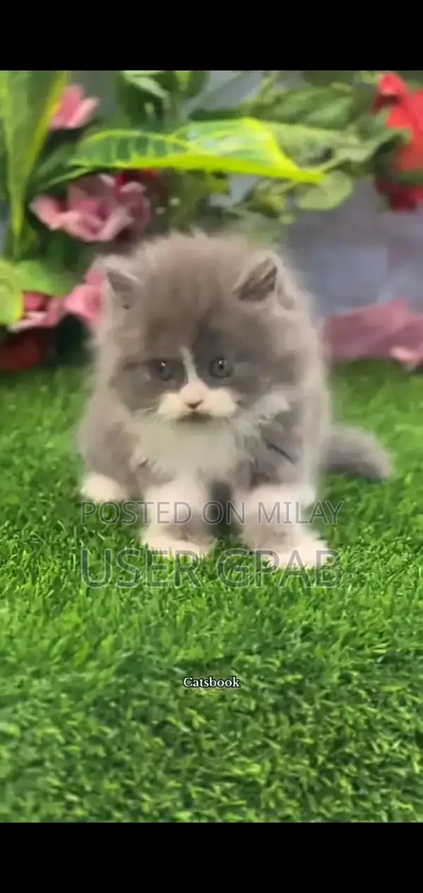 Persian Punch Face Cats and Kittens - Multiple Colors