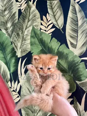 Photo - Pure Persian Cats - Ginger Female Kittens