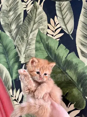 Pure Persian Cats - Ginger Female Kittens