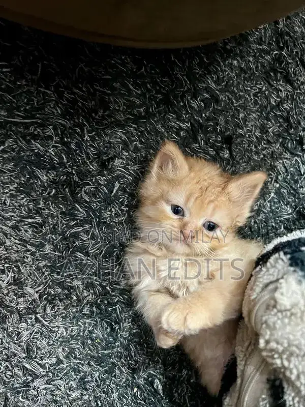 Pure Persian Cats - Ginger Female Kittens