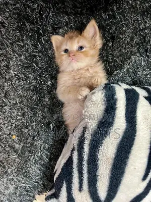 Pure Persian Cats - Ginger Female Kittens
