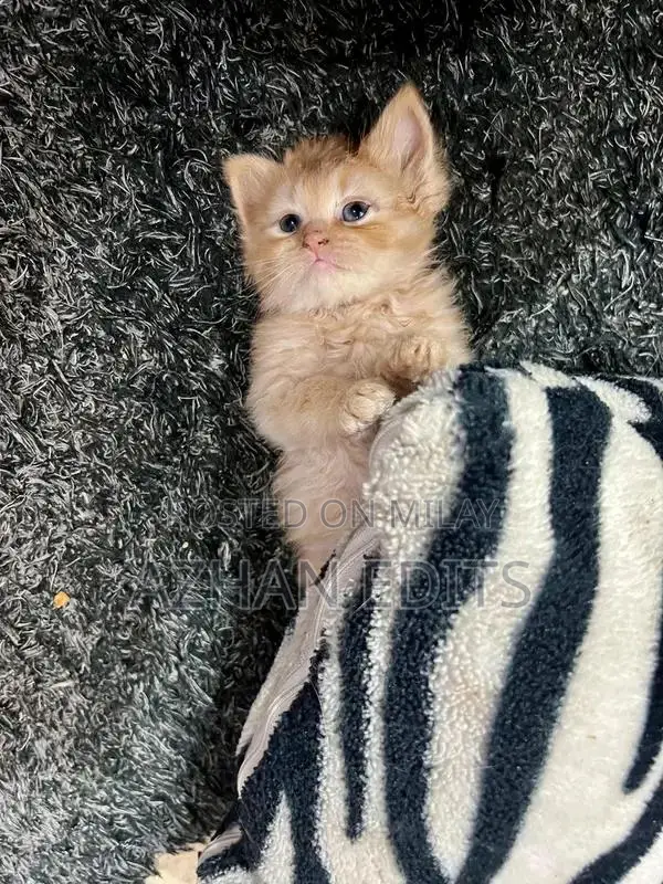 Pure Persian Cats - Ginger Female Kittens