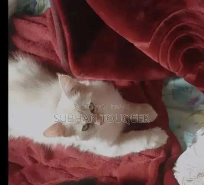 Triple-Coated Male Persian Cat - Cream/Beige