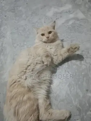 Triple-Coated Male Persian Cat - Cream/Beige