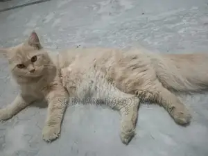 Triple-Coated Male Persian Cat - Cream/Beige