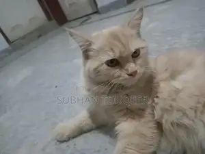 Triple-Coated Male Persian Cat - Cream/Beige