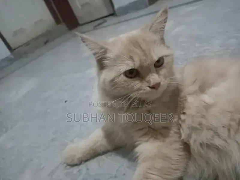 Triple-Coated Male Persian Cat - Cream/Beige