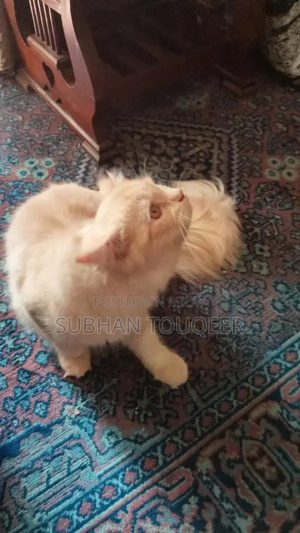 Triple-Coated Male Persian Cat - Cream/Beige