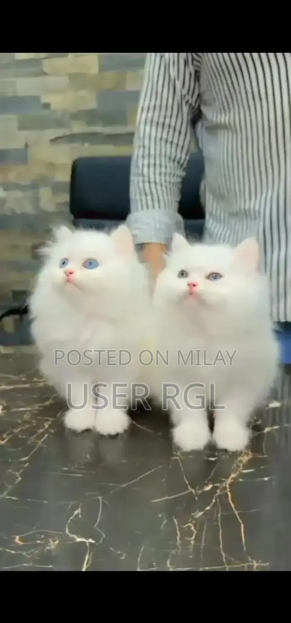 Persian Punch Face Kitten - Quality Purebred Cat