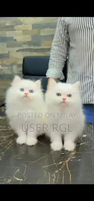 Persian Punch Face Kitten - Quality Purebred Cat