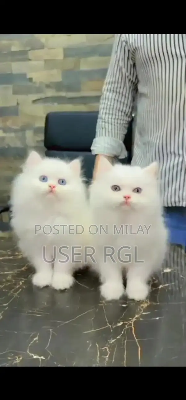 Persian Punch Face Kitten - Quality Purebred Cat