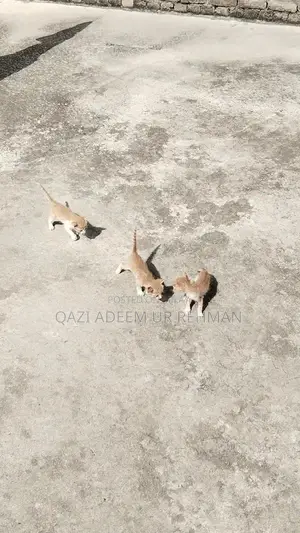 Adorable Kittens Seeking Loving Forever Homes