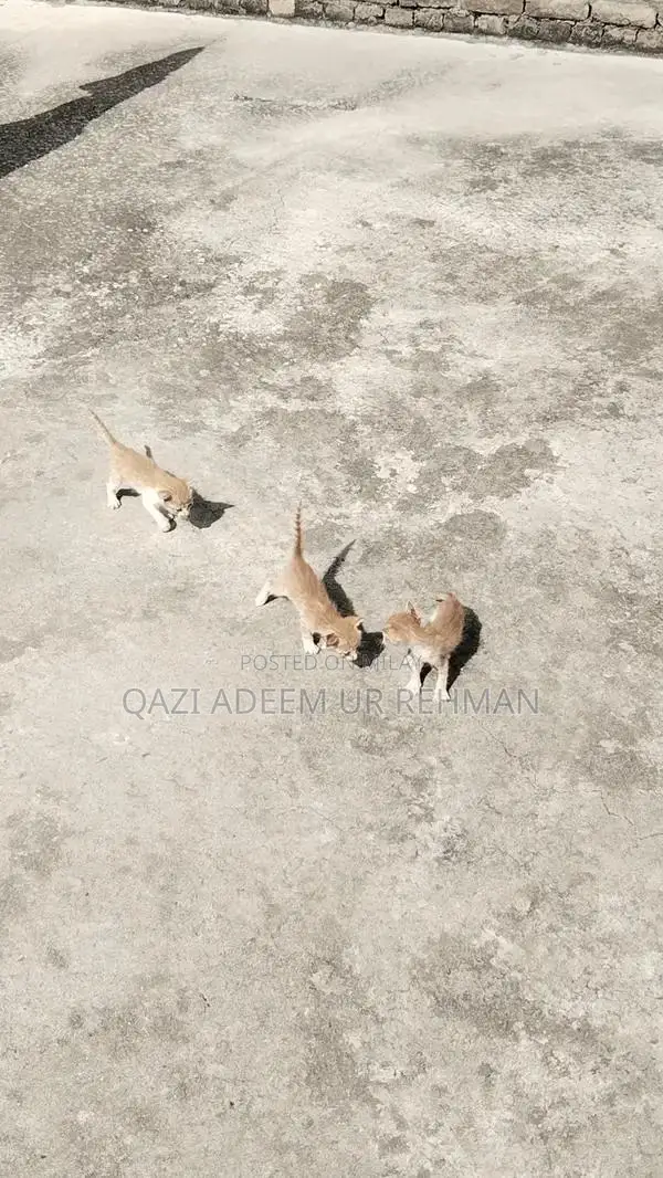 Adorable Kittens Seeking Loving Forever Homes