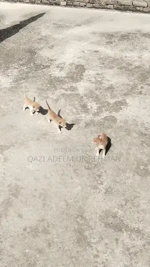 Adorable Kittens Seeking Loving Forever Homes