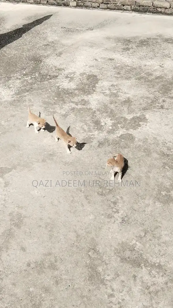 Adorable Kittens Seeking Loving Forever Homes