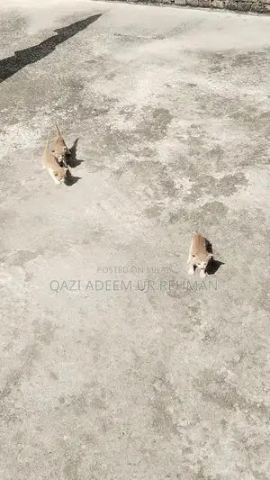 Adorable Kittens Seeking Loving Forever Homes