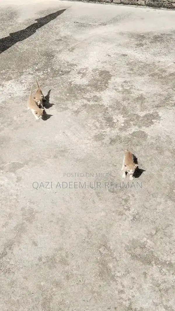 Adorable Kittens Seeking Loving Forever Homes