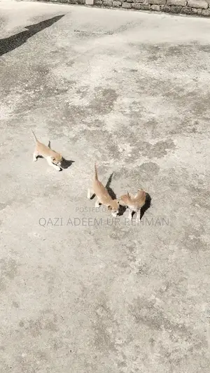 Adorable Kittens Seeking Loving Forever Homes