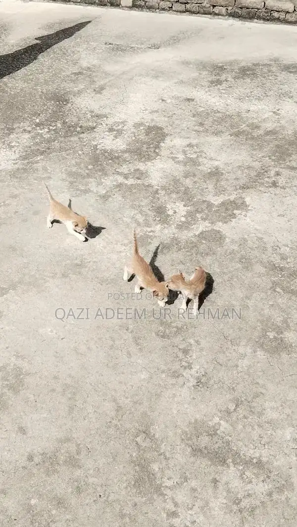 Adorable Kittens Seeking Loving Forever Homes