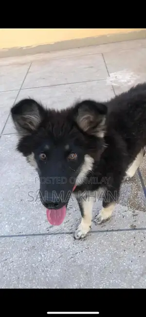 Mixed Breed Husky-German Shepherd Puppy - Active Companion