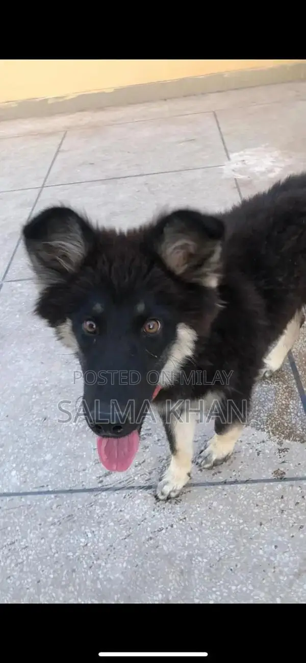 Mixed Breed Husky-German Shepherd Puppy - Active Companion
