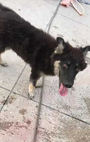 Mixed Breed Husky-German Shepherd Puppy - Active Companion