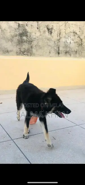 Mixed Breed Husky-German Shepherd Puppy - Active Companion