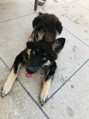 Mixed Breed Husky-German Shepherd Puppy - Active Companion