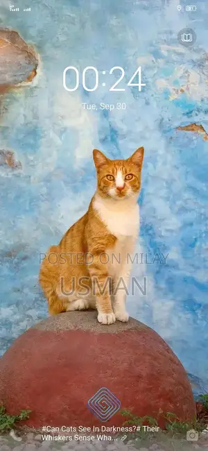 Photo - Friendly Social Cat for Adoption - Loving Companion Seeking New Home