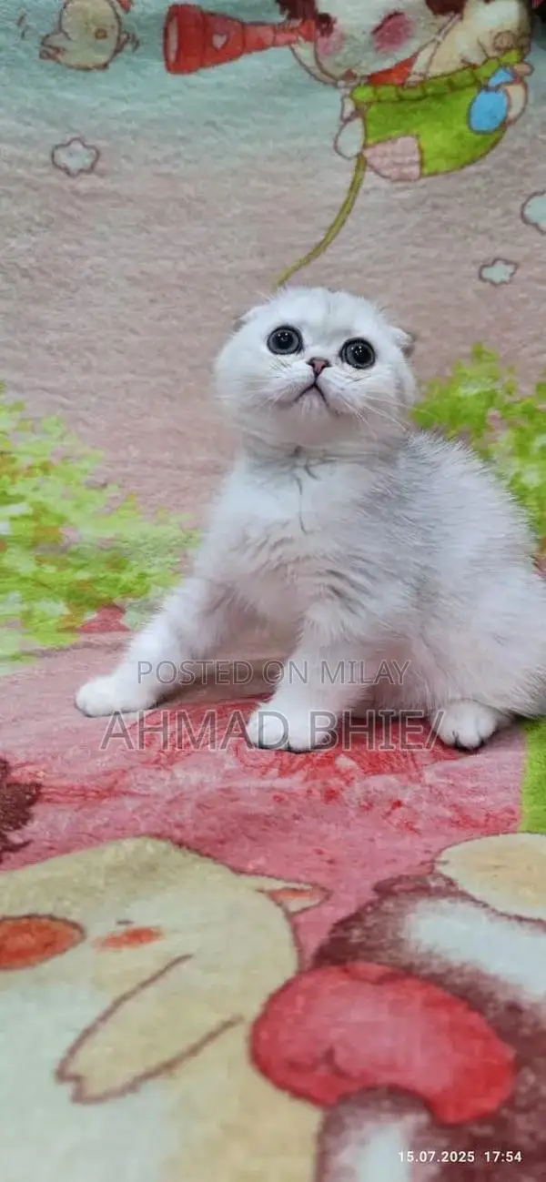 Scottish Fold Cat - Imported Purebred Feline Companion