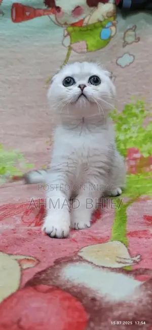 Scottish Fold Cat - Imported Purebred Feline Companion