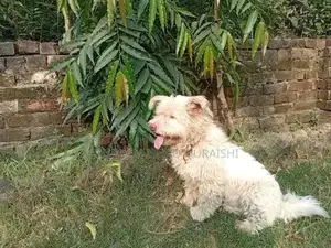 Photo - Adult Poodle with Rare Pink Nose and Heavy Bone Structure