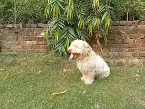 Adult Poodle with Rare Pink Nose and Heavy Bone Structure