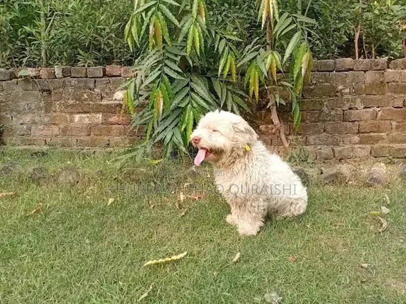 Adult Poodle with Rare Pink Nose and Heavy Bone Structure