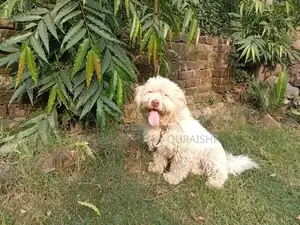 Adult Poodle with Rare Pink Nose and Heavy Bone Structure