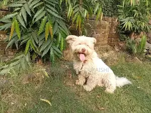 Adult Poodle with Rare Pink Nose and Heavy Bone Structure