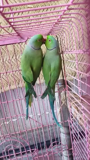 Photo - Premium Male Breeder for High-Quality Livestock Breeding