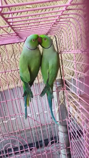 Premium Male Breeder for High-Quality Livestock Breeding