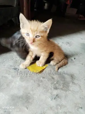 Photo - Adorable 2-Month-Old Persian Mix Female Kitten