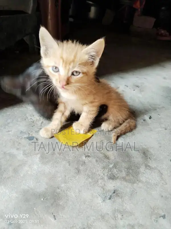 Adorable 2-Month-Old Persian Mix Female Kitten