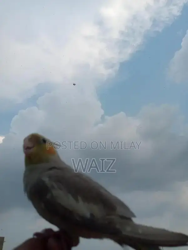 Coaktail and Lotino Bird Breeding Pair