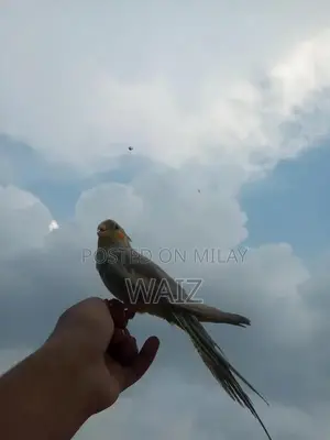 Coaktail and Lotino Bird Breeding Pair