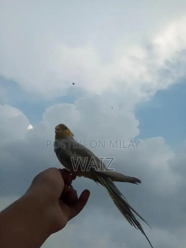 Coaktail and Lotino Bird Breeding Pair