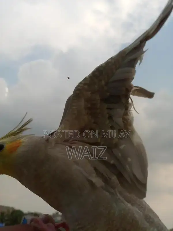 Coaktail and Lotino Bird Breeding Pair