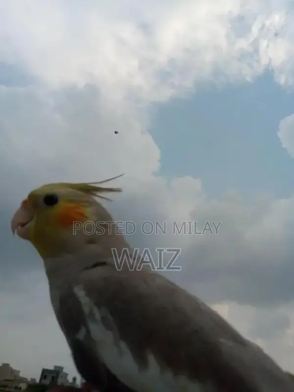 Coaktail and Lotino Bird Breeding Pair