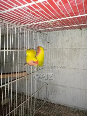 Coaktail and Lotino Bird Breeding Pair